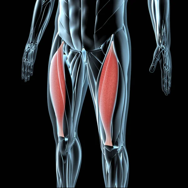 Этой Трехмерной Иллюстрации Показаны Мышцы Прямой Бедренной Кости Рентгеновской Мускулатуре — стоковое фото