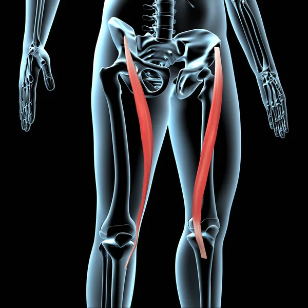Deze Illustratie Toont Sartorius Spieren Anatomische Positie Röntgenlichaam — Stockfoto
