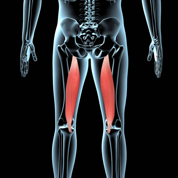 Denna Illustration Visar Den Semimembranosus Muskler Anatomisk Position Röntgenkroppen — Stockfoto