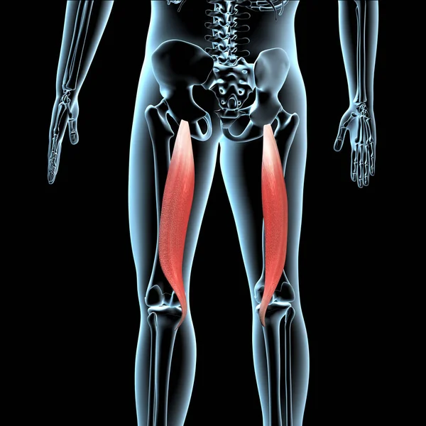 Illustration Shows Semitendinosusmuscles Anatomical Position Xray Body — Stock Photo, Image