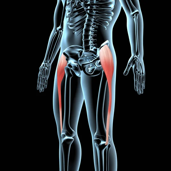 Illustration Shows Tensor Fasciae Latae Anatomical Position Xray Body — Stock Photo, Image