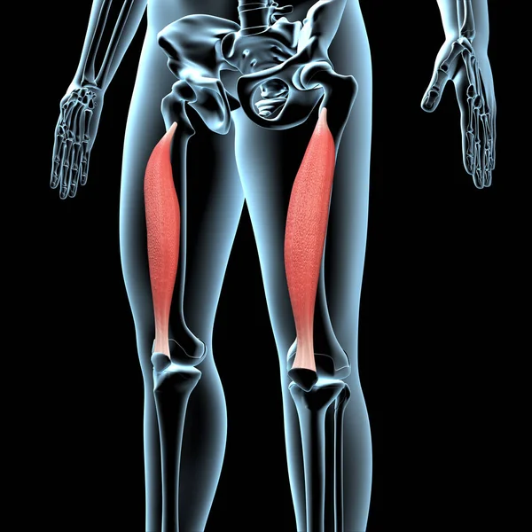 Denna Illustration Visar Vastus Intermedius Muskler Anatomisk Position Röntgenkroppen — Stockfoto