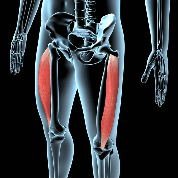 这图3D显示的是X线体上巨大的侧肌解剖位置 — 图库照片