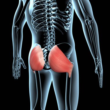 Bu 3D çizim, xray gövdesindeki gluteus maximus kaslarının anatomik pozisyonunu gösterir