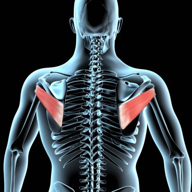 Bu 3d illüstrasyon, Infraspinatus kaslarının Xray gövdesindeki anatomik pozisyonunu gösterir