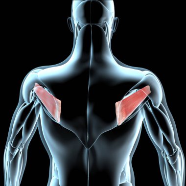Bu 3D illüstrasyon, xray kas yapısındaki Infraspinatus minimus kaslarının görüntüsünü gösterir