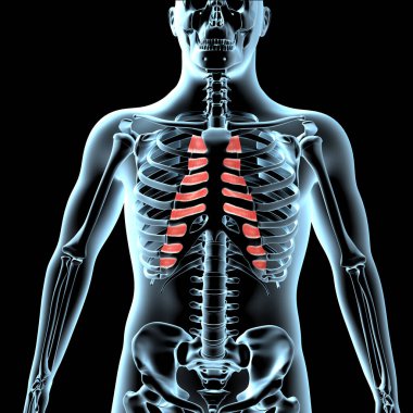 Bu 3D illüstrasyon, xray gövdesindeki iç kostalis kaslarının anatomik pozisyonunu gösterir