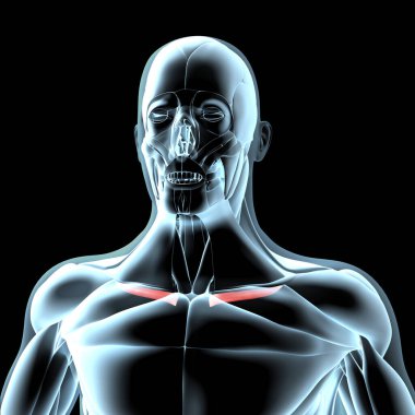 Bu 3D çizim, xray kas yapısındaki subklaviyus kaslarının görüntüsünü gösterir.