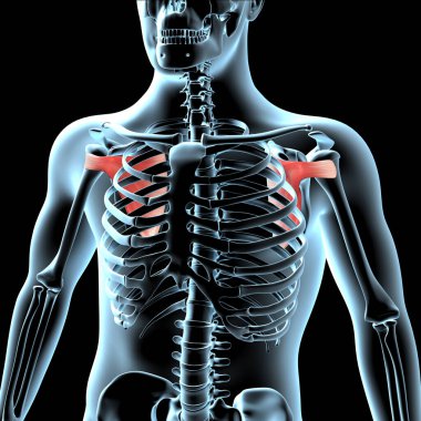 Bu 3D çizim, subscapularis kaslarının röntgen gövdesinde anatomik pozisyonunu gösterir.