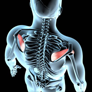Bu 3D illüstrasyon, Xray gövdesindeki supraspinatus kaslarının anatomik pozisyonunu gösterir