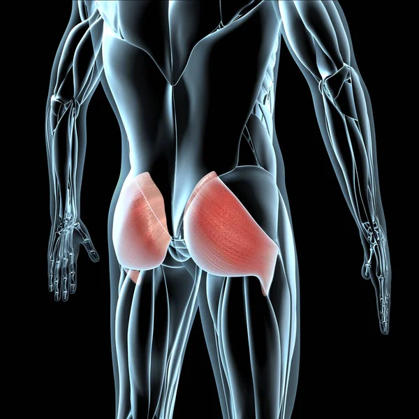 This 3d illustration shows a view of the gluteus maximus muscles on xray musculature