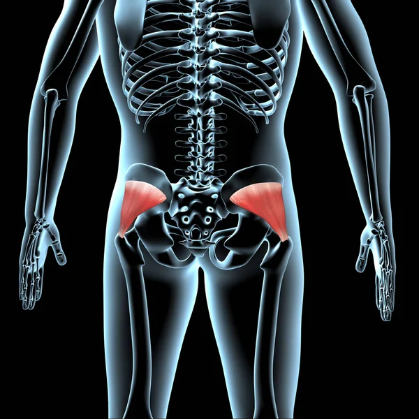 Иллюстрация Показывает Минимальное Положение Мышц Ягодицы Анатомическое Положение Теле Xray — стоковое фото