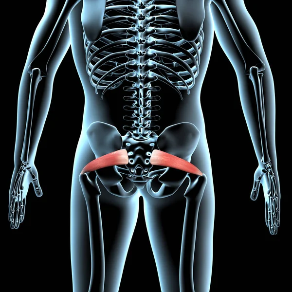 Denna Illustration Visar Piriformis Muskler Anatomisk Position Röntgenkroppen — Stockfoto