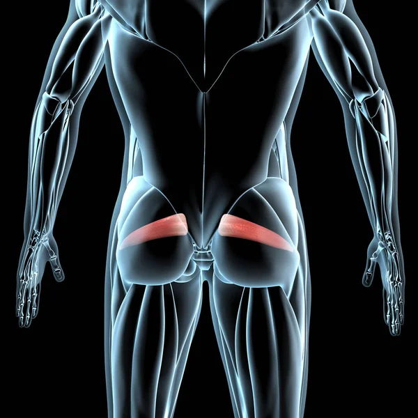 그림은 Xray 근육에 근육의 모습을 보여준다 — 스톡 사진