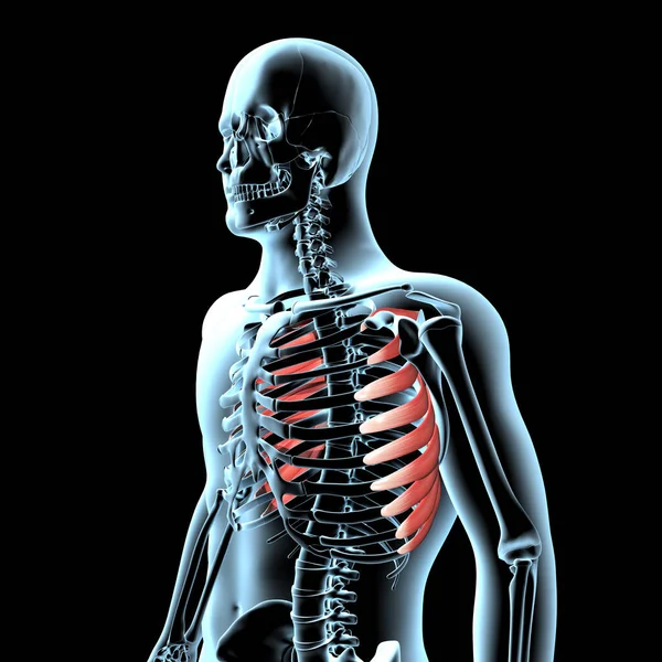 This 3d illustration shows the serratus anterior muscles anatomical position on xray body