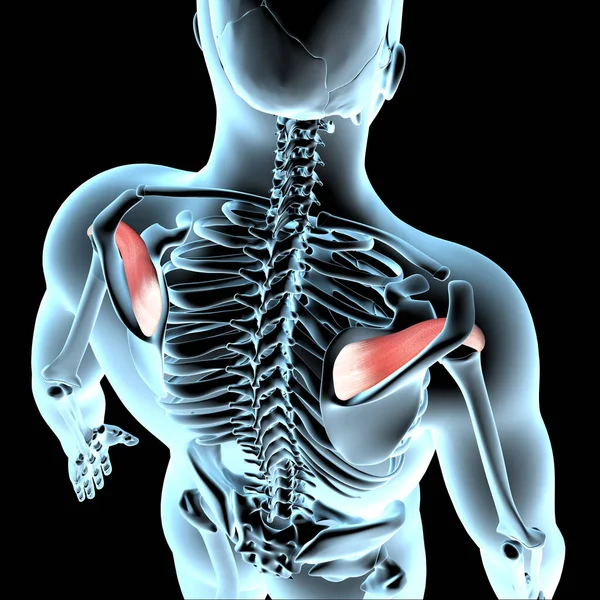 Illüstrasyon Xray Gövdesindeki Supraspinatus Kaslarının Anatomik Pozisyonunu Gösterir — Stok fotoğraf