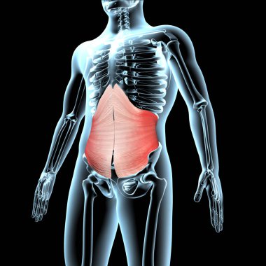Bu 3D çizim, xray gövdesindeki enine karın kaslarının anatomik pozisyonunu gösterir