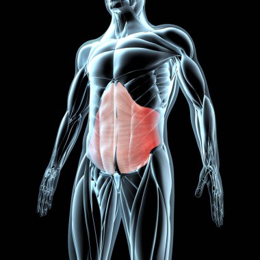 Bu 3D çizim, xray kas yapısındaki çapraz abdominis kaslarının görüntüsünü gösterir.