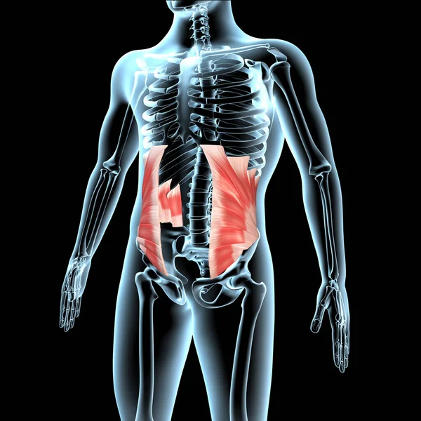 Deze Illustratie Toont Interne Buikspieren Anatomische Positie Röntgenlichaam — Stockfoto