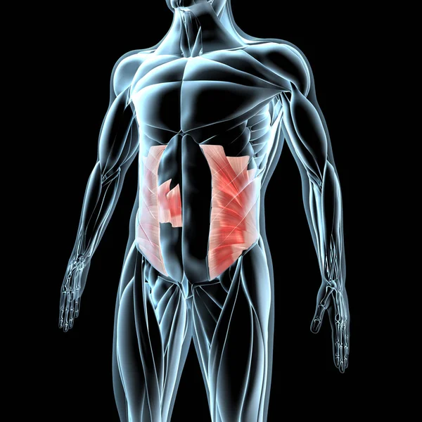 Этой Трехмерной Иллюстрации Показан Вид Внутренних Косых Мышц Живота Рентгеновской — стоковое фото