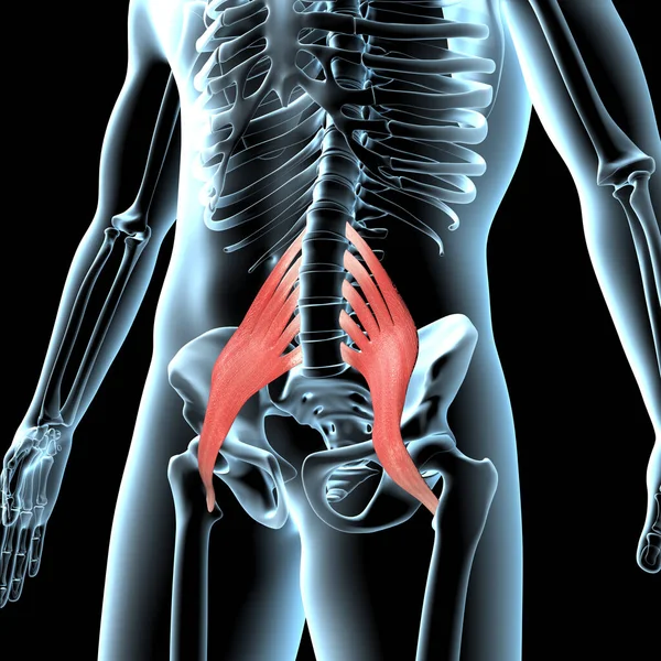 这个3D图例显示了X线体上的主要肌肉解剖位置 — 图库照片