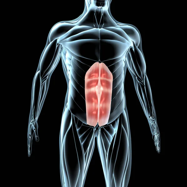 Этой Трехмерной Иллюстрации Показан Вид Мышц Прямой Брюшной Полости Рентгеновской — стоковое фото