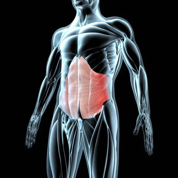 Этой Трехмерной Иллюстрации Показан Вид Поперечных Мышц Брюшной Полости Рентгеновской — стоковое фото