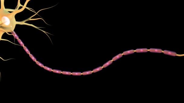 Tato Animace Přehledem Lidského Neuronu — Stock video