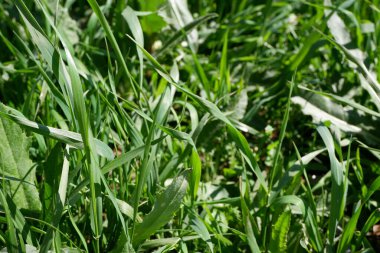 Yabani otlar. Çimlerin üzerinde yeşil çimenler büyür. Özgeçmiş için uygun. Lanet olası yaz. Çiçekler. Bitkiler