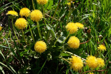 Sarı karahindibalar tarlada yetişir. Güzel karahindiba. Özgeçmiş için uygun. Yaz bitkileri. Çiçekler..