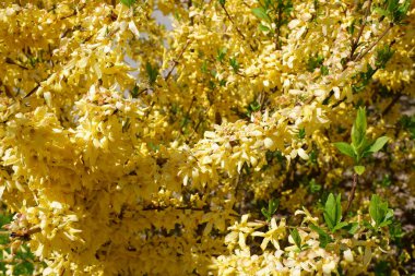 Sarı çiçekli çalılar. Özgeçmiş için uygun. Çiçek açıyor. Bitkiler.