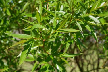 Çalıların ve ağaçların yeşil arka planı. Bitkiler. Çiçek açıyor. Özgeçmiş için uygun.