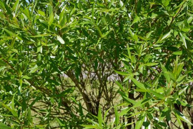 Çalıların ve ağaçların yeşil arka planı. Bitkiler. Çiçek açıyor. Özgeçmiş için uygun.