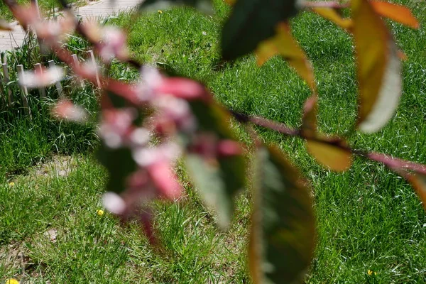 Foglie Dell Albero Crescono Fioritura Piante Ecologia Sfocatura Sfondo — Foto Stock