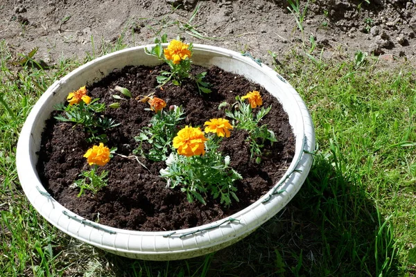 A bed of flowers: marigold yellow . Suitable for background. Yellow flowers.  Plants. Flower bed