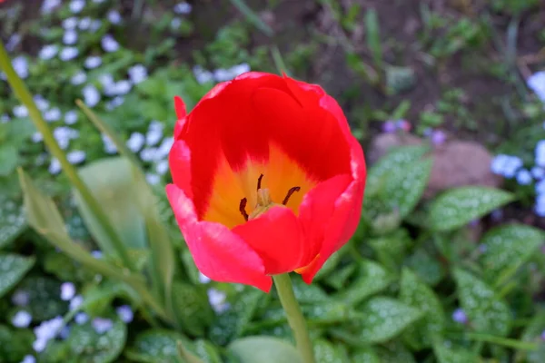 花と花壇 赤いチューリップ 背景に適しています 花は成長する 開花だ — ストック写真