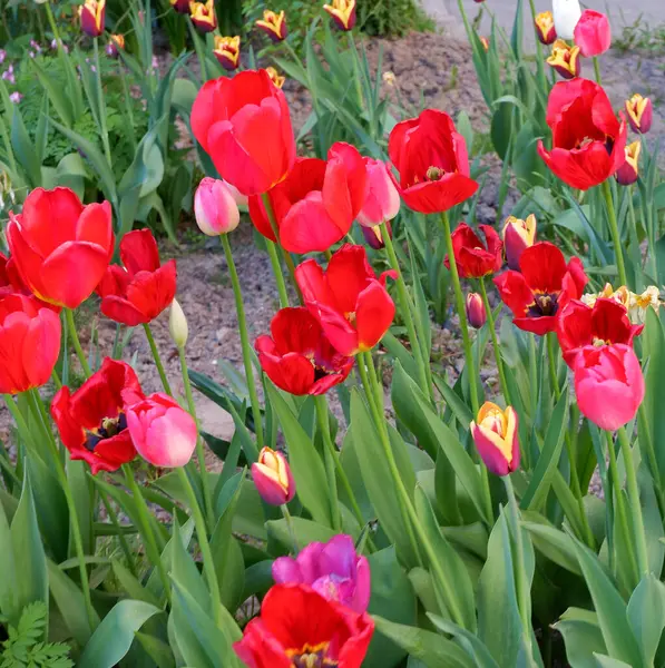 Stunning Red Tulips Growing Flowering Plants Background Flowers — Stock Photo, Image