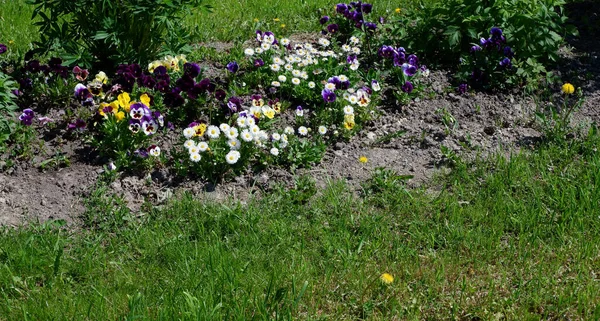 Flowerbed with flowers: pansies and white daisies. Suitable for background — Stock Image Flowerbed Flowers Pansies White Daisies Suitable Background Royalty Free Stock Images
