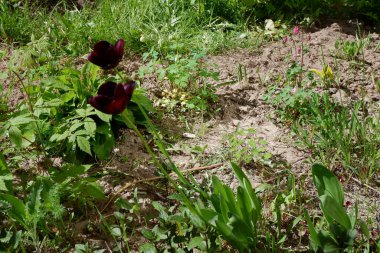 Siyah laleler çiçek tarhında büyürler. Çiçekler. Güzel laleler. Bitkiler.