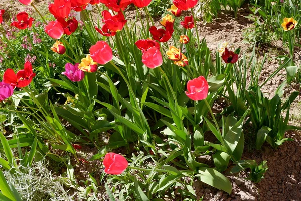 Flowerbed Red Purple Yellow Blooming Tulips Bed Flowers Beautiful Flowers — Stock Photo, Image