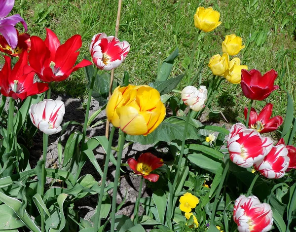 Flowerbed Red White Purple Yellow Tulips Tulips Colored Beautiful Flowers — Stock Photo, Image
