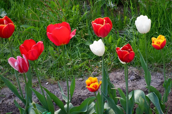 Flower Bed Red White Pink Yellow Tulips Tulips Colored Beautiful — Stock Photo, Image