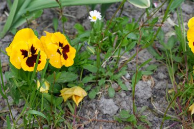 İbneler. Geçmişi. Doğa. Çiçekler. Güzel sarı çiçekler
