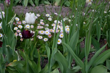Beyaz papatyalar. Güzel beyaz çiçekler. Bitkiler. Geçmişi. Doğa