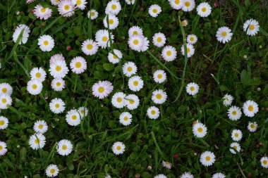 Beyaz papatyalar. Güzel beyaz çiçekler. Bitkiler. Geçmişi. Doğa