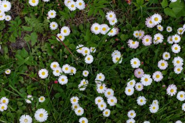 Beyaz papatyalar. Güzel beyaz çiçekler. Bitkiler. Geçmişi. Doğa