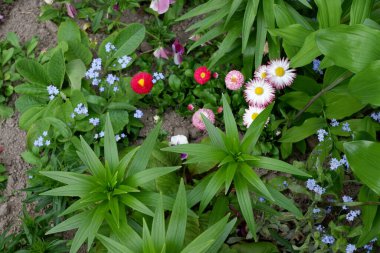 Çiçekli farklı çiçekler: unutma beni çiçekleri, papatyalar, çeşitli bahçe bitkileri. Güzel çiçekler..