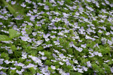 Nemophila. Güzel küçük çiçekler. Çiçek tarlası. Geçmişi. Doğa. Güzel bitki.