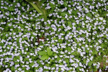 Nemophila. Güzel küçük çiçekler. Çiçek tarlası. Geçmişi. Doğa. Güzel bitki.
