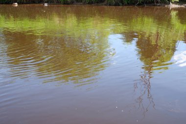 Güzel nehir. Riverside 'da Doğa. Orman nehri. Arkaplan